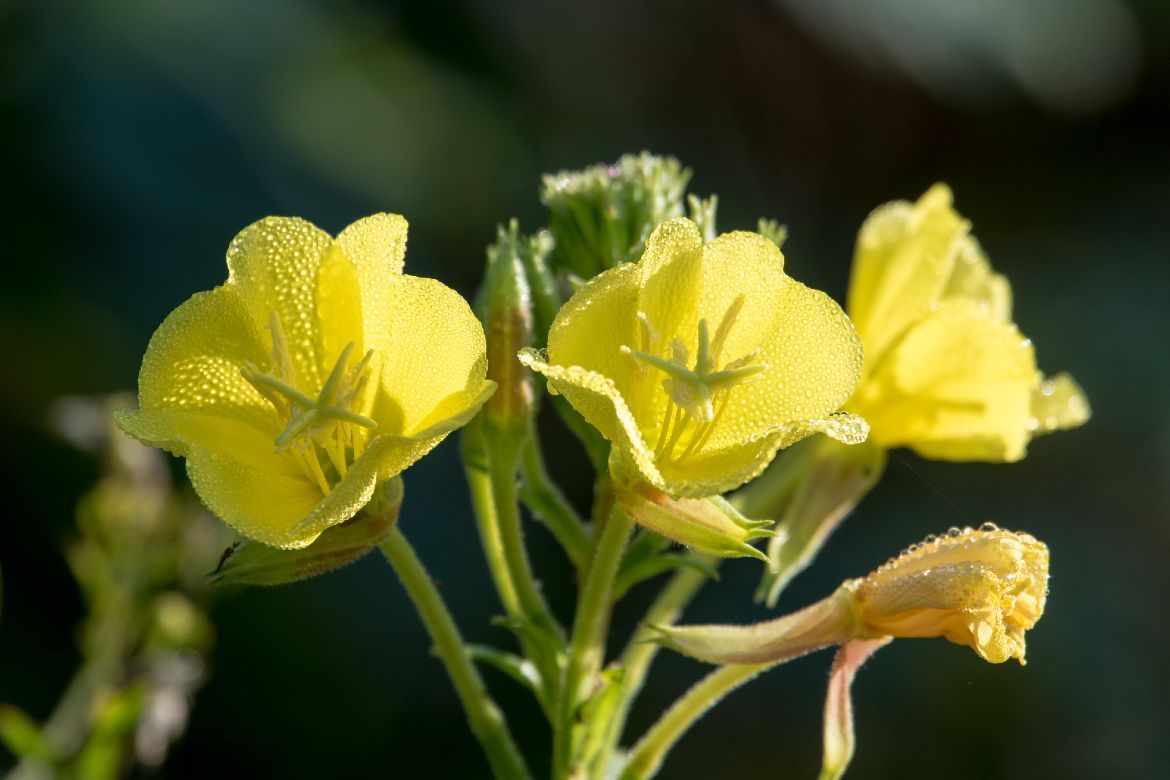 žlté kvety liečivej pupalky
