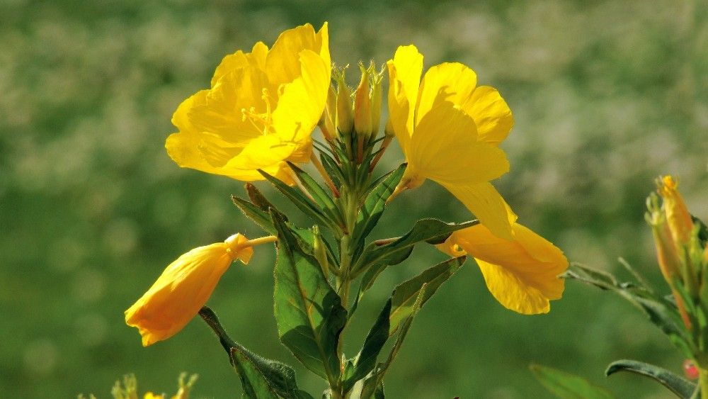 žlté kvety pupalky voľne v prírode
