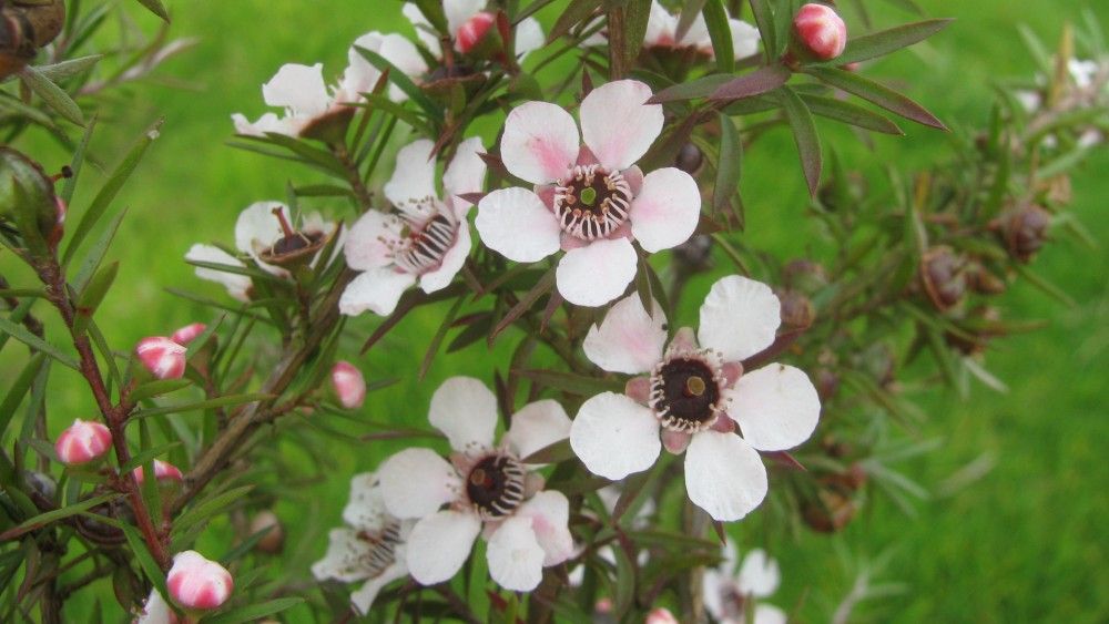 bielo-ružové kvety rastliny manuka