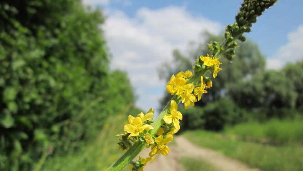 repík lekársky žltý kvet